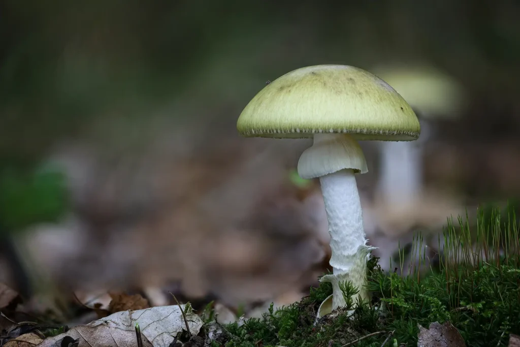 amanita phalloides
