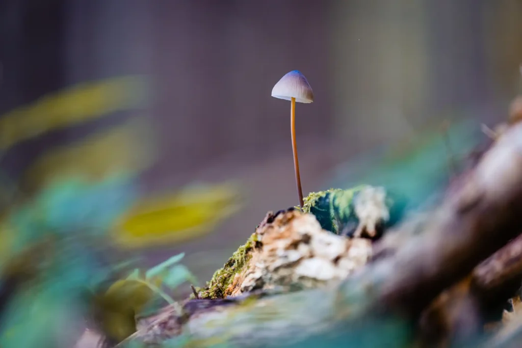 psilocibina da Psilocybe